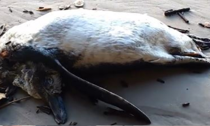 Pinguim encontrado morto na praia com máscara descartável no estômago