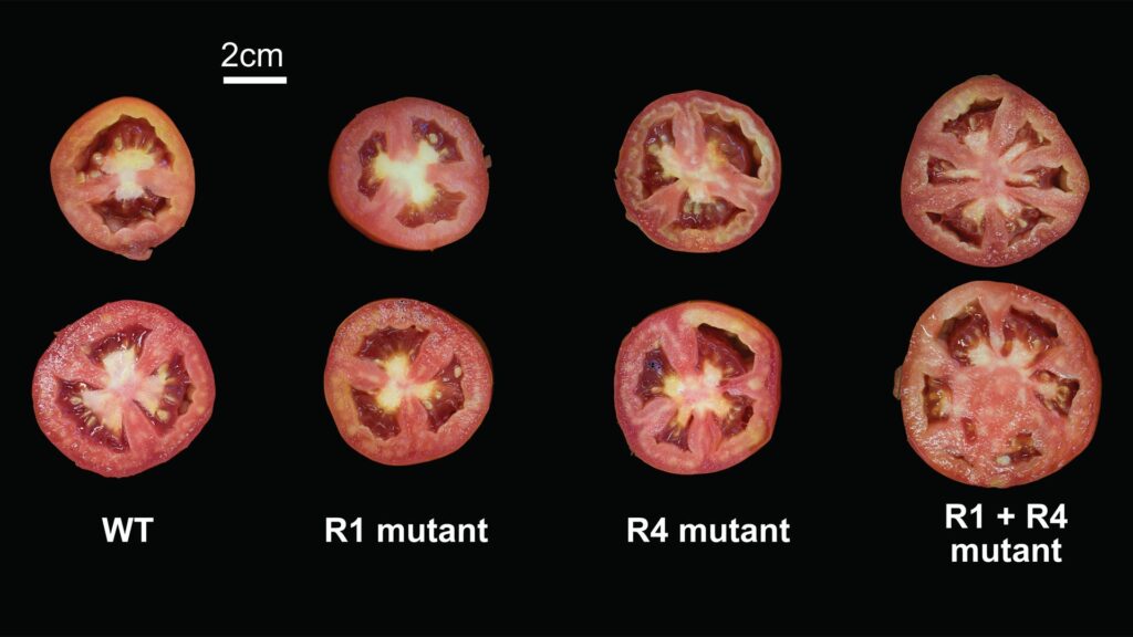 Predicting Effects of Genetic Mutations: For Tomato Genes, One Plus One Doesn’t Always Make Two