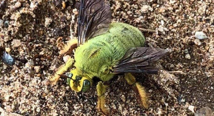 Abelha de cor verde deixa internautas em êxtase: ‘A mais fofa’