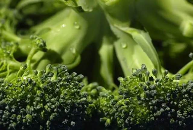 Dietas à base de plantas tem relação com menor chance de desenvolver Covid-19?