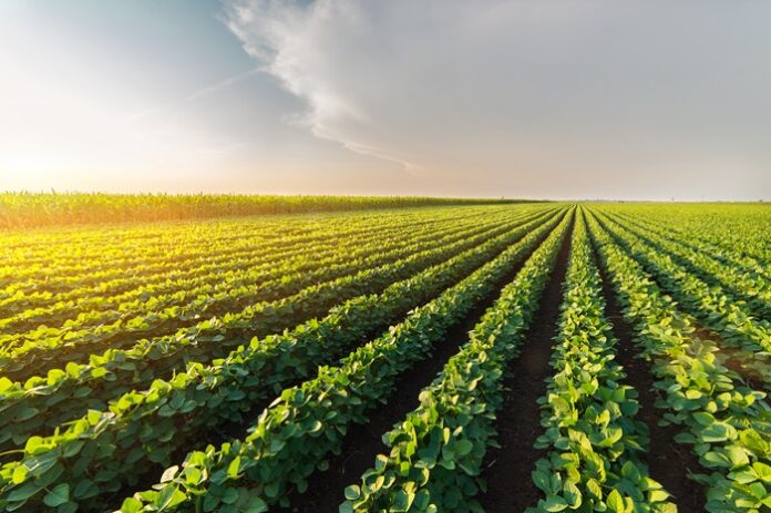 Agricultores buscam soluções customizadas que considerem a “digital biológica” dos solos