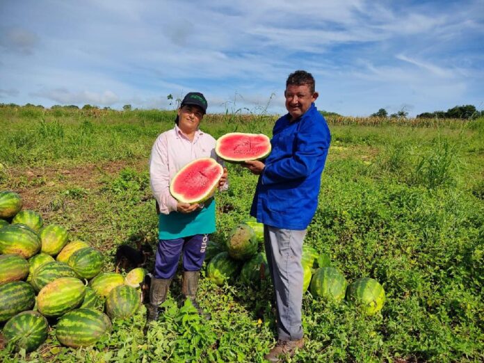 Agricultores de Nobres investem no cultivo de melancia e tomate como alternativa de renda 1