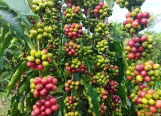 Governo de MT investe em ciência para fortalecer a produção de café na agricultura familiar